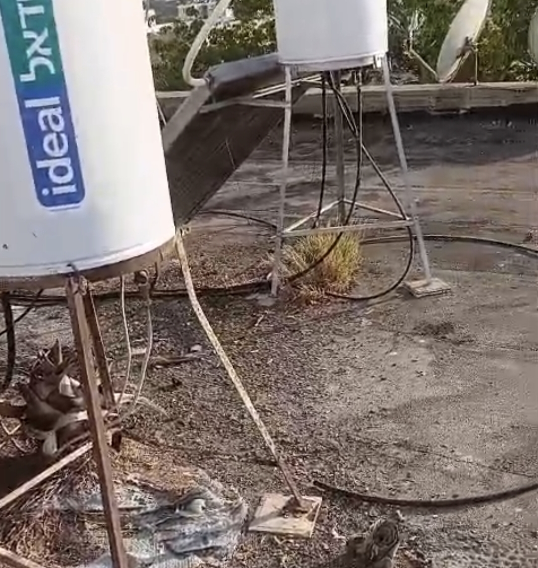 לא ייאמן: עץ דקל פרץ מתוך הבניין והוביל להזעקת כוחות ההצלה באור עקיבא