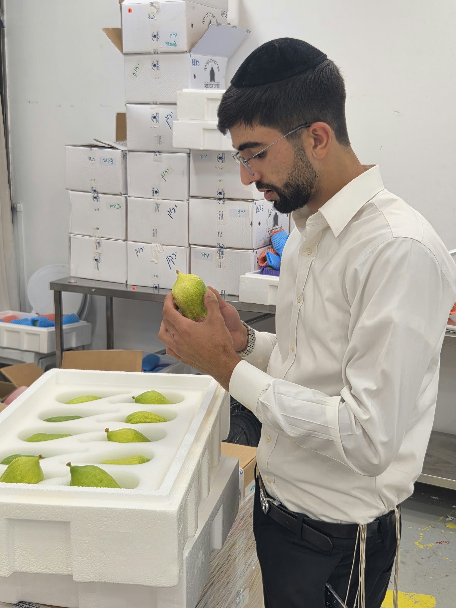 מיד אחרי יום כיפור מתכוננים לסוכות: כל המוקדים לרכישת ארבעת המינים והסוכות במקום אחד