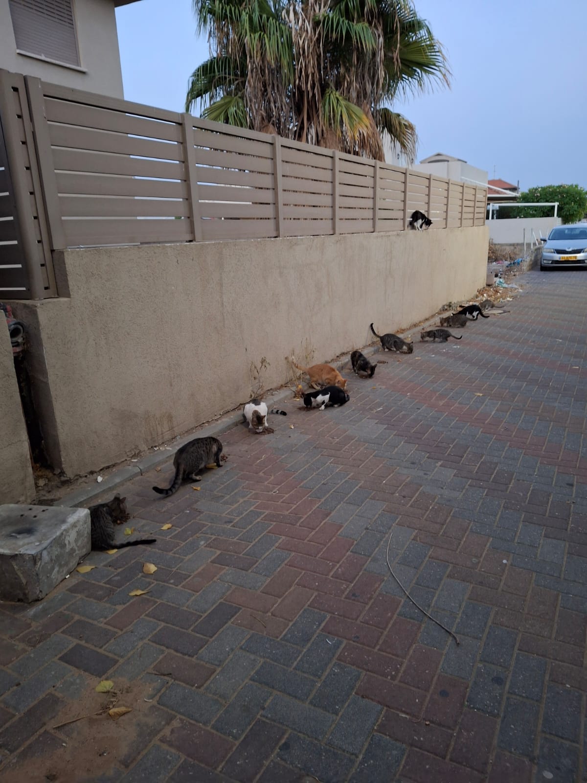 "אין להם קול": תושבת אור עקיבא יוצאת בקריאה לעזרה למען חתולי הרחוב בעיר